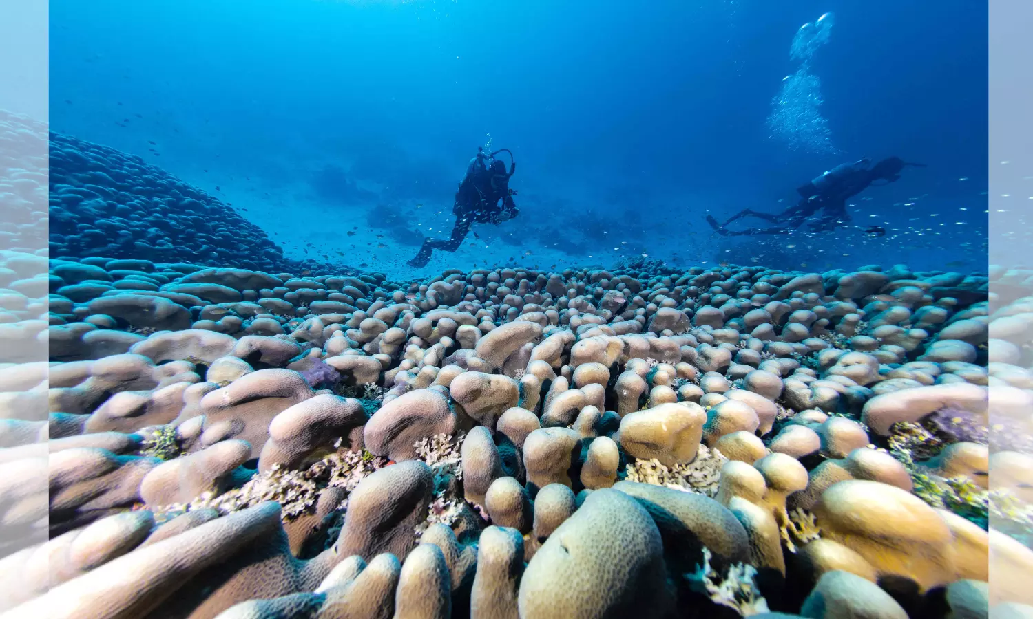 Worlds largest coral found near Solomon Islands, say scientists