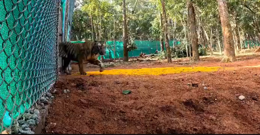 Second tigress translocated to Similipal Tiger Reserve