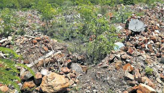 Alarming decline in mangrove forests amid Vizag’s growth