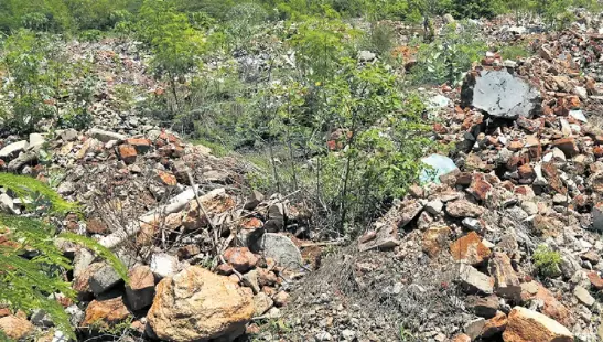 Alarming decline in mangrove forests amid Vizag’s growth