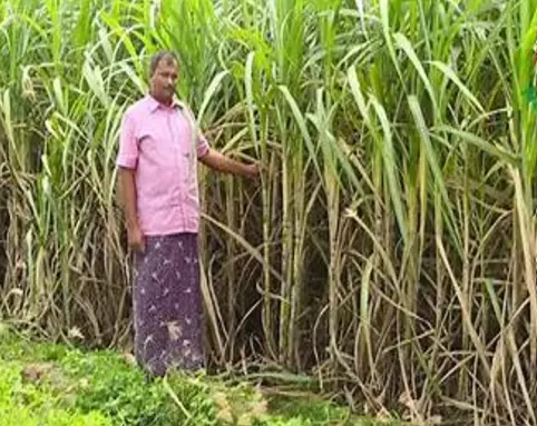 Telangana: Sugarcane farmers warn of stir if issues not resolved