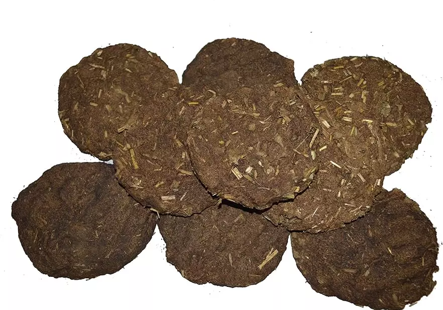 Stolen Money Found Hidden in Cow Dung in Odisha