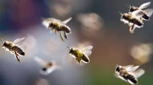 5 devotees hurt while fleeing bees at Cheruvugattu temple in Telangana