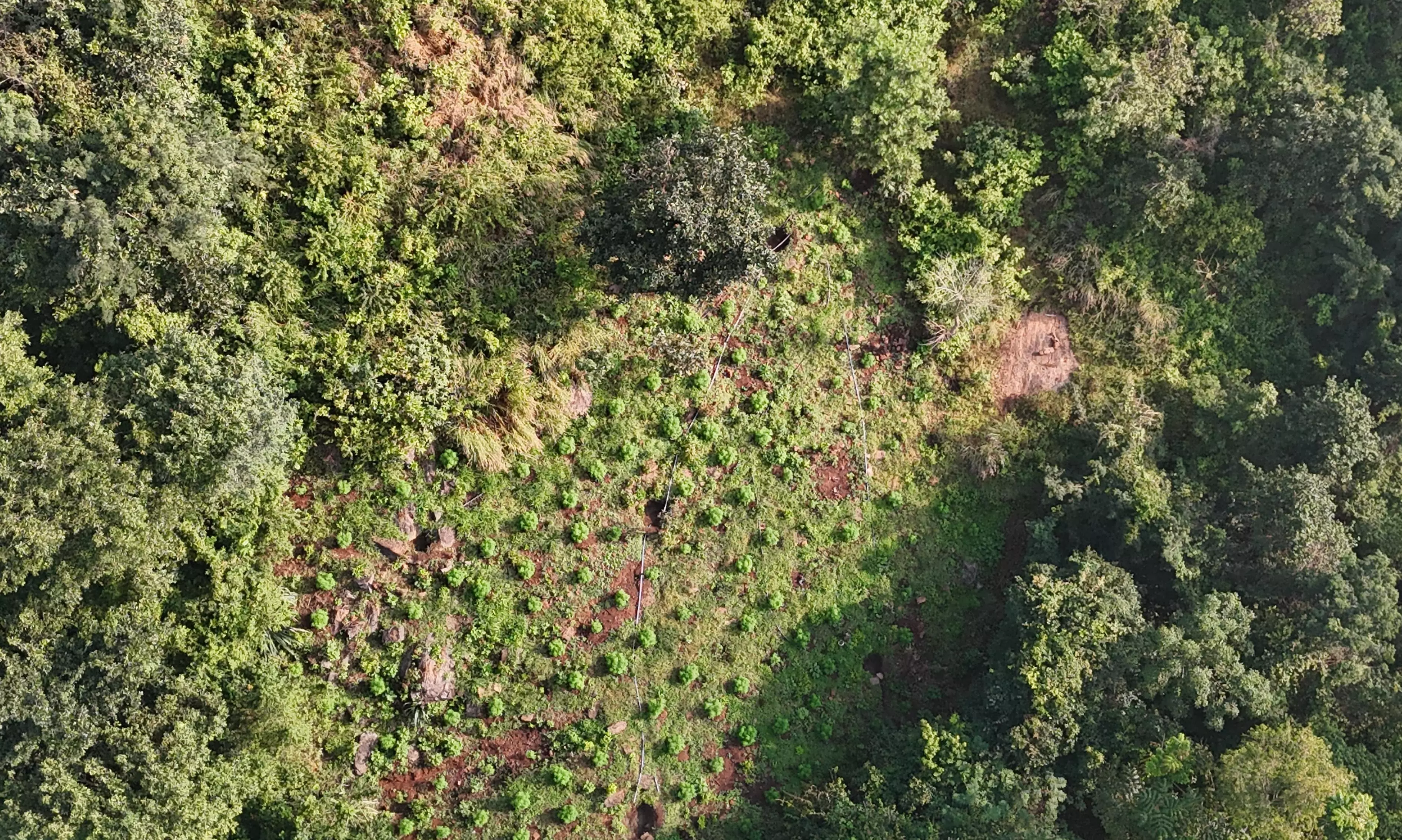 ASR Police Destroy Cannabis Crops on 15 Acres of Forest Land