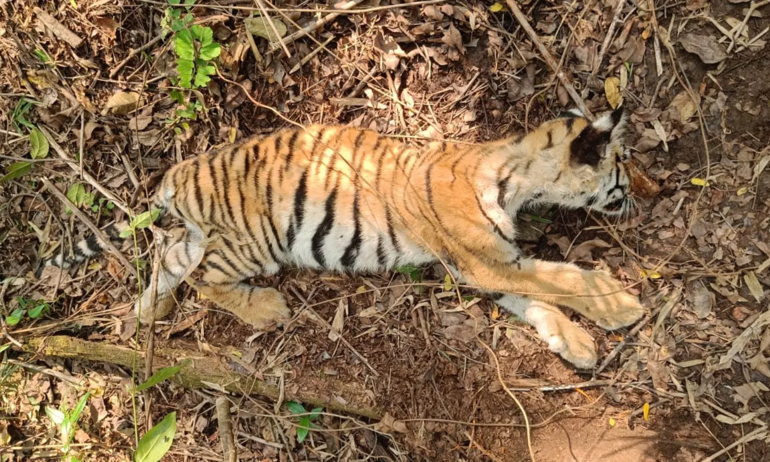 Shunned by mother, tiger cub starves to death in MP reserve