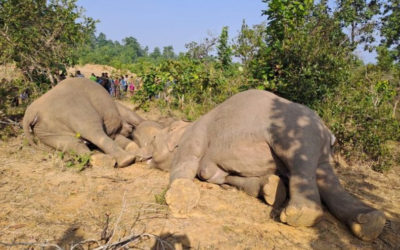 Odisha: Three elephants, including calf, electrocuted by illegal traps