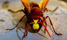 Man dies after being stung by hornets in Bilaspur