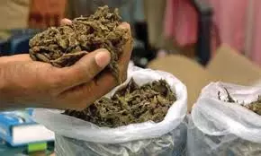 Khammam Excise Police Dispose of 993 Kg Ganja Worth Rs 2.48 Cr