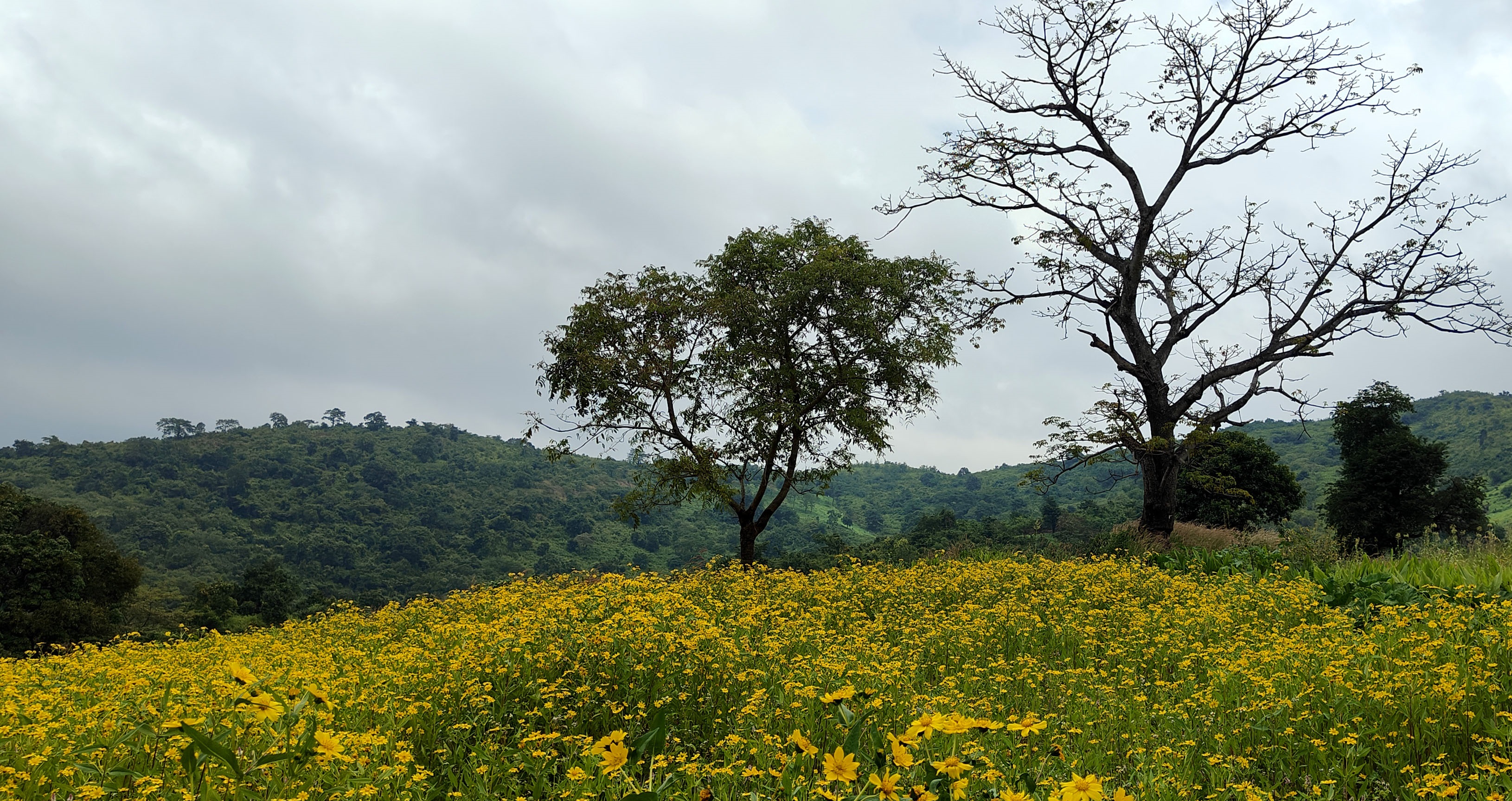 Araku Valley's stunning Valisalu flower bloom masks farming challenges