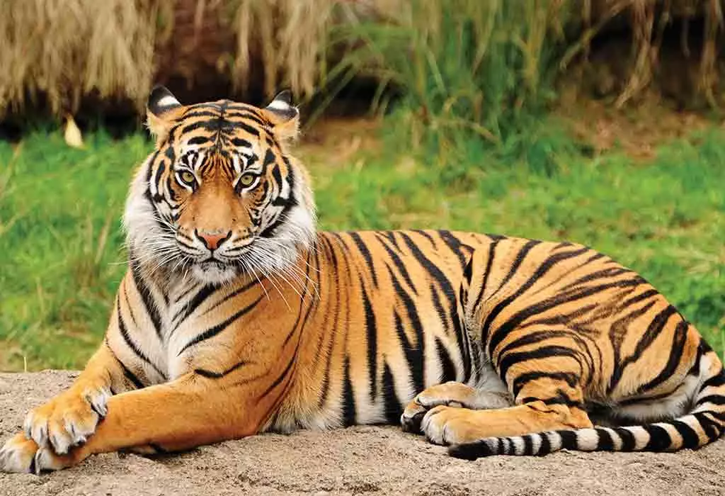 Foresters find two cattle kills by tigers in 2 districts