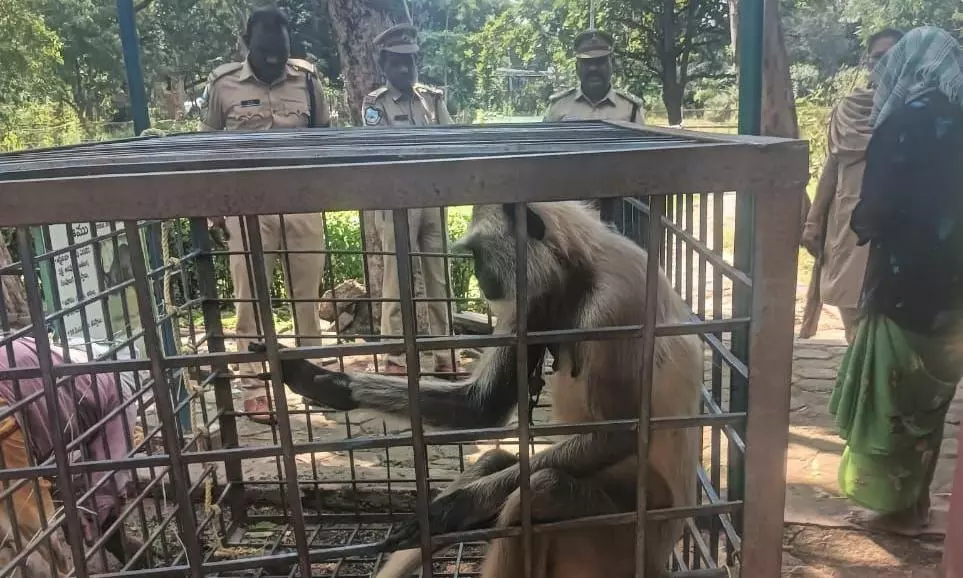 Villagers in Telangana fined Rs 25,000 for chaining langurs