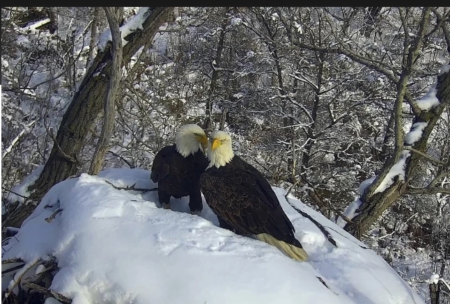 A new eagle camera is going live in Minnesota to the delight of global viewers