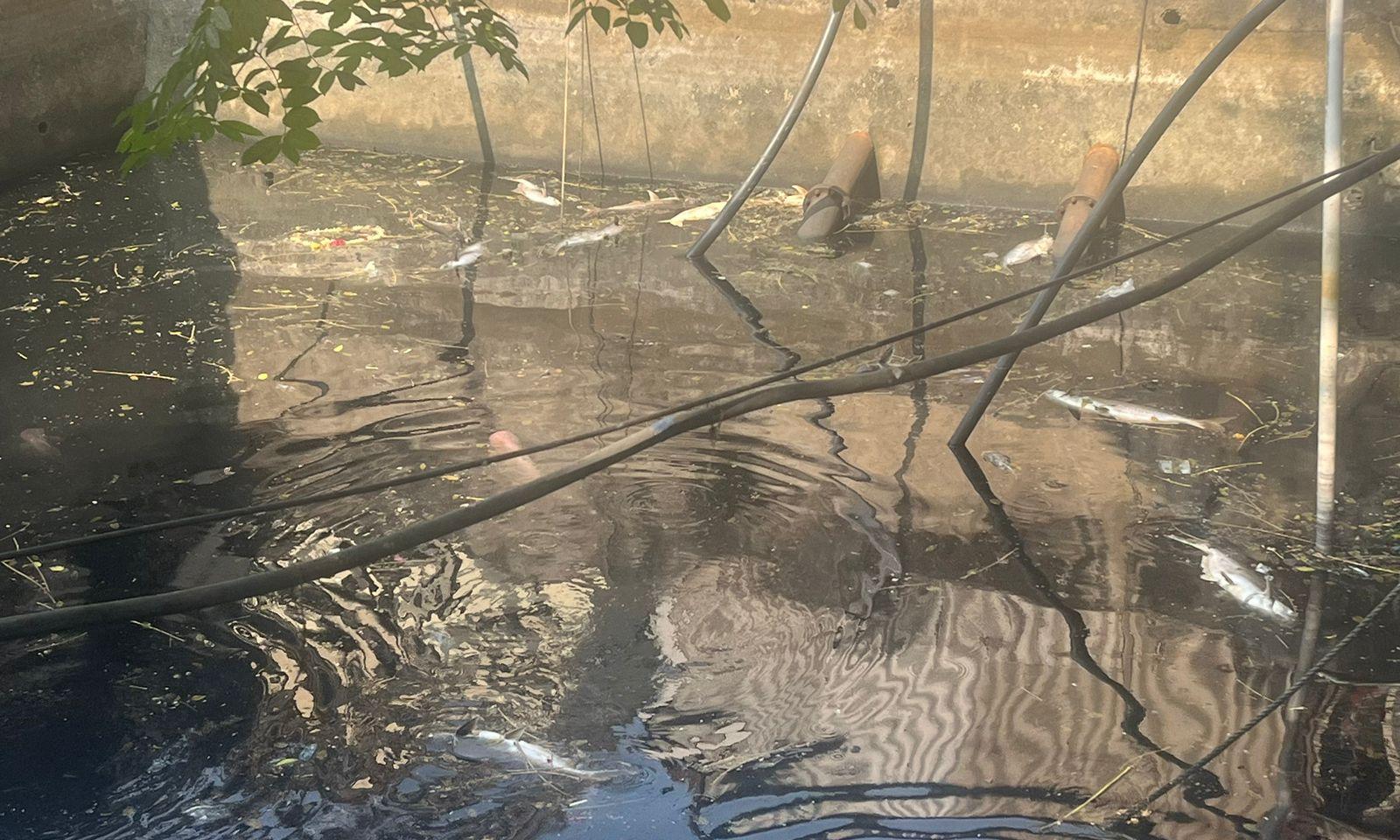 Historic well of Hyderabad's Public Garden turns stinky