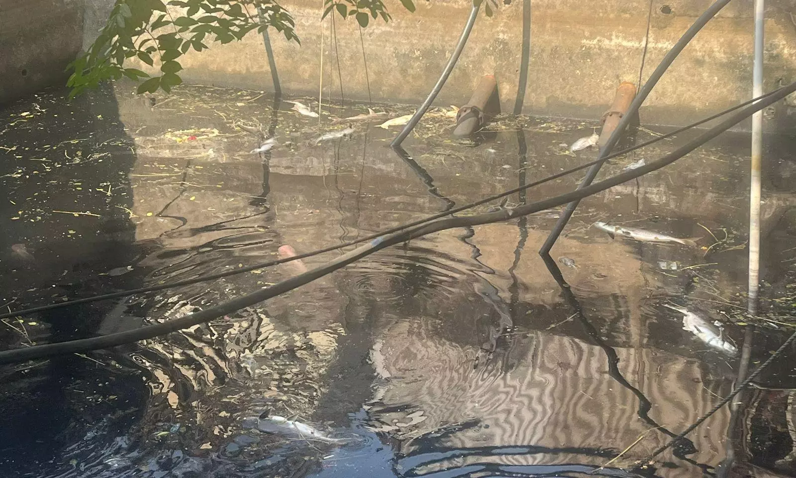 Historic well of Hyderabads Public Garden turns stinky