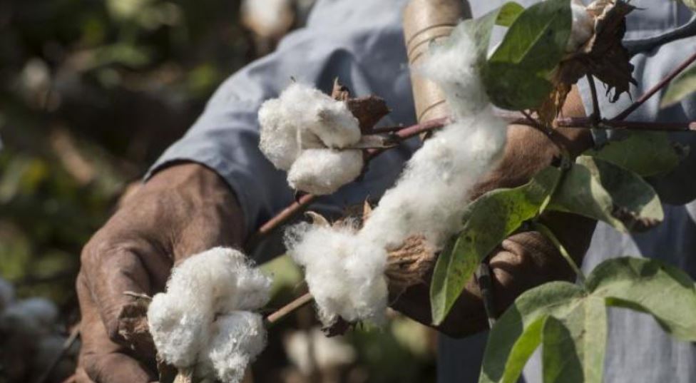 Farmers forced to store cotton 'gunpowder' at home