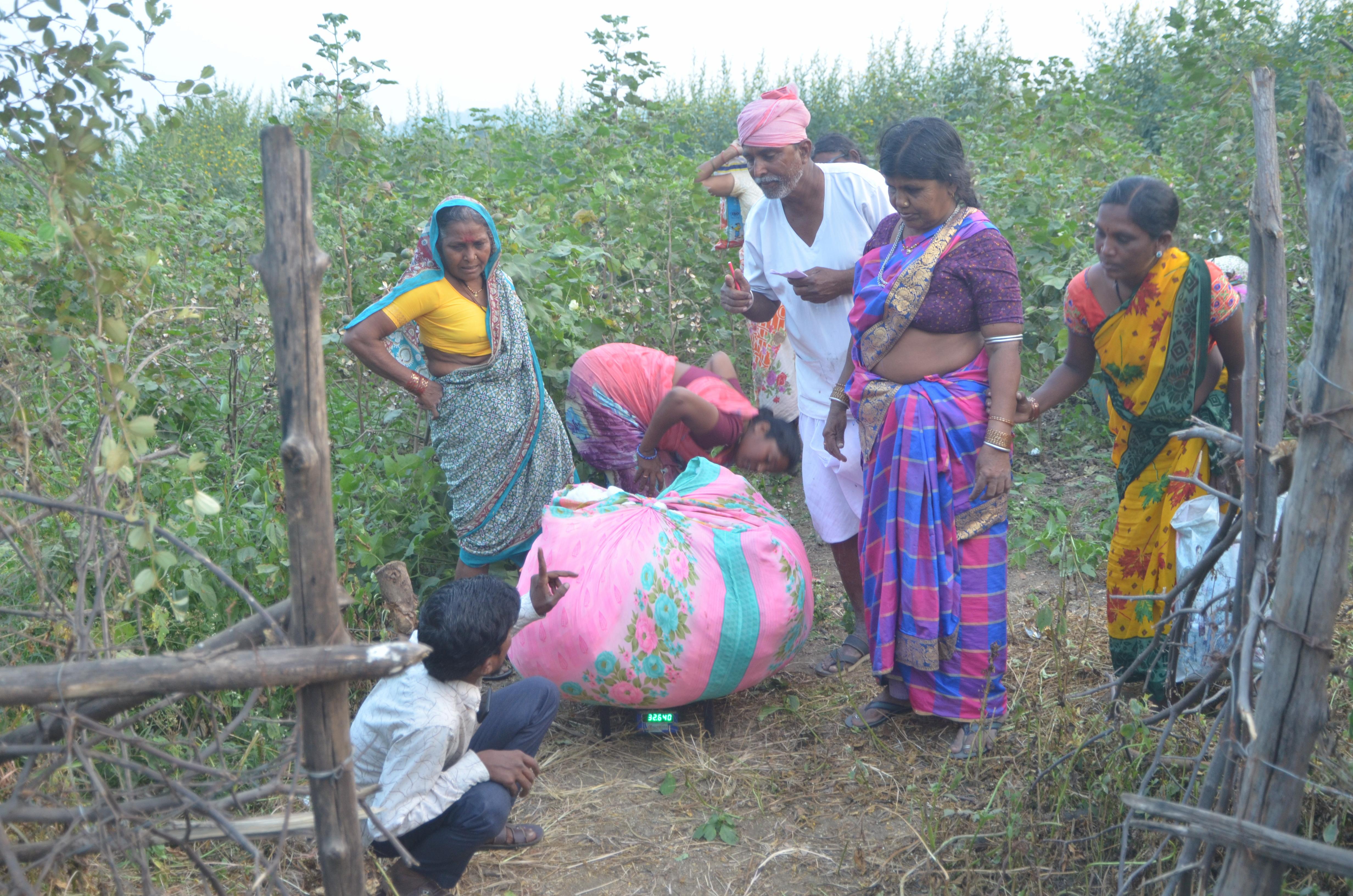 Tiger movement in Adilabad pushes up farm wages