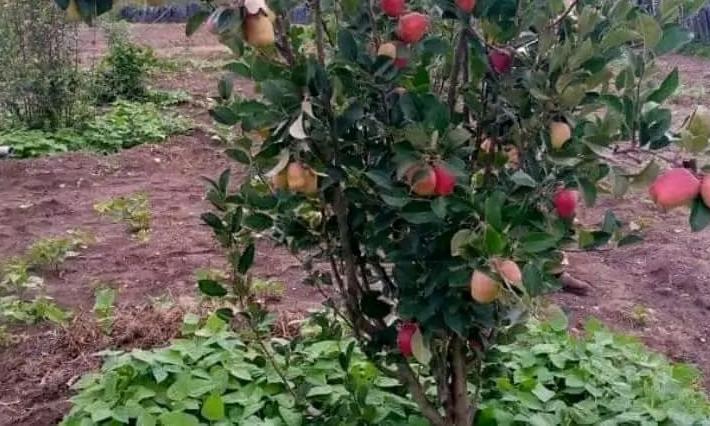 Telangana's Adivasi Farmers Embrace Apple Orchards in Komaram Bheem