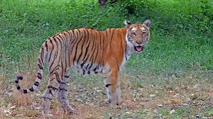 Telangana awaits Centre’s nod for conservation reserve