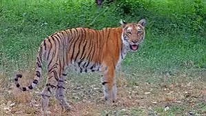 Telangana awaits Centre’s nod for conservation reserve