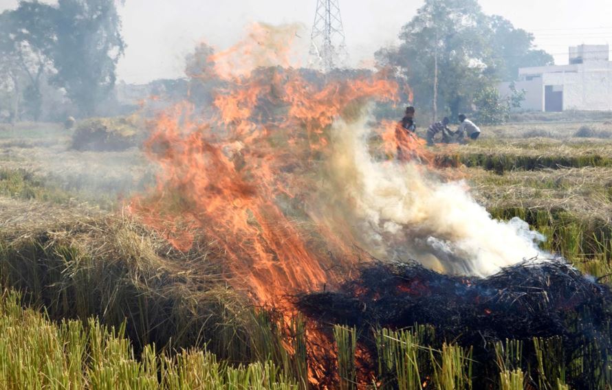 Several Root Causes Drive Farmers to Burn Stubble