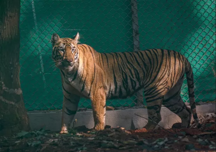 Maharashtra Tigress Zeenat released into Similipal Tiger Reserve