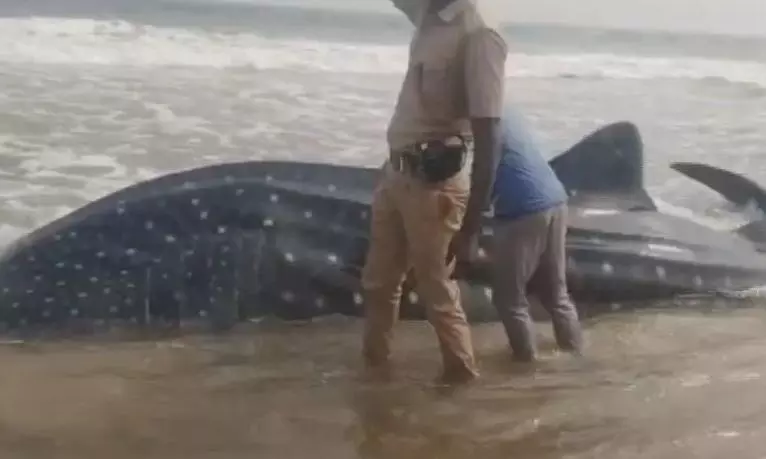 Injured Whale Shark Washes Ashore off Ganjam; Rescue Operation Underway