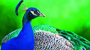 Peacock census conducted at KBR Park, results on Dec. 3