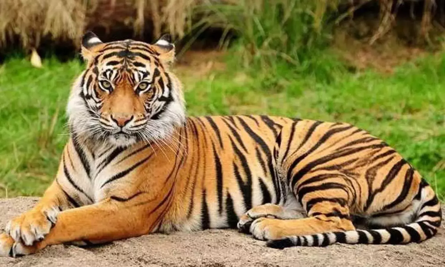 Bengal tiger dies due to illness at Tirupati zoo