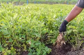 Farmers shun groundnut cultivation in Kurnool