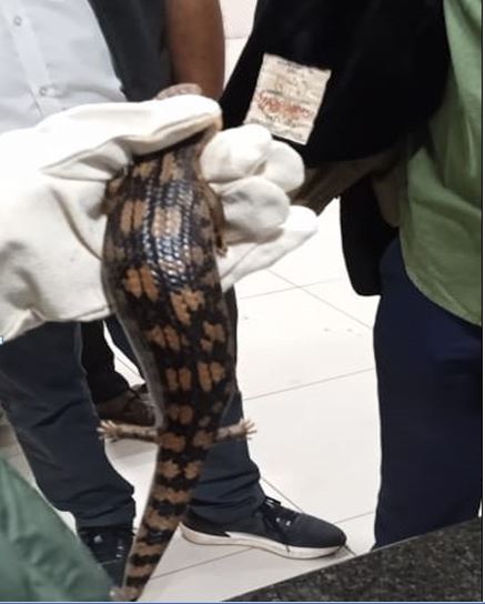 DRI rescues 6 exotic blue tongued lizards at Vizag airport, 2 flyers held