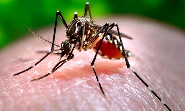 Delhi Reports Isolated Case of Japanese Encephalitis