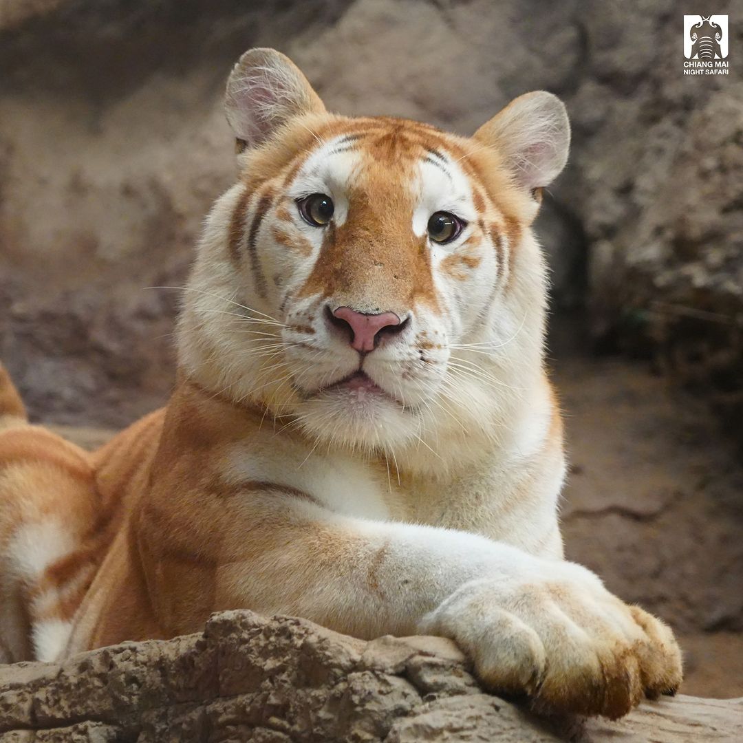 Ava, the Rare Golden Tabby Tiger, Captivates the Internet