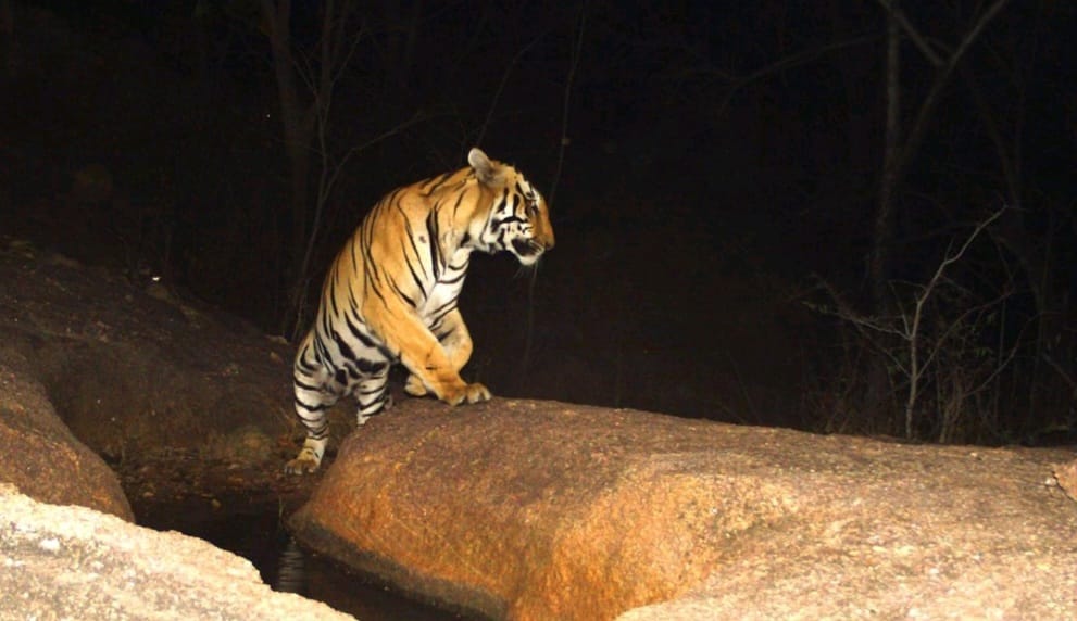 Chhattisgarh: Tiger relocated successfully after 8-months operation