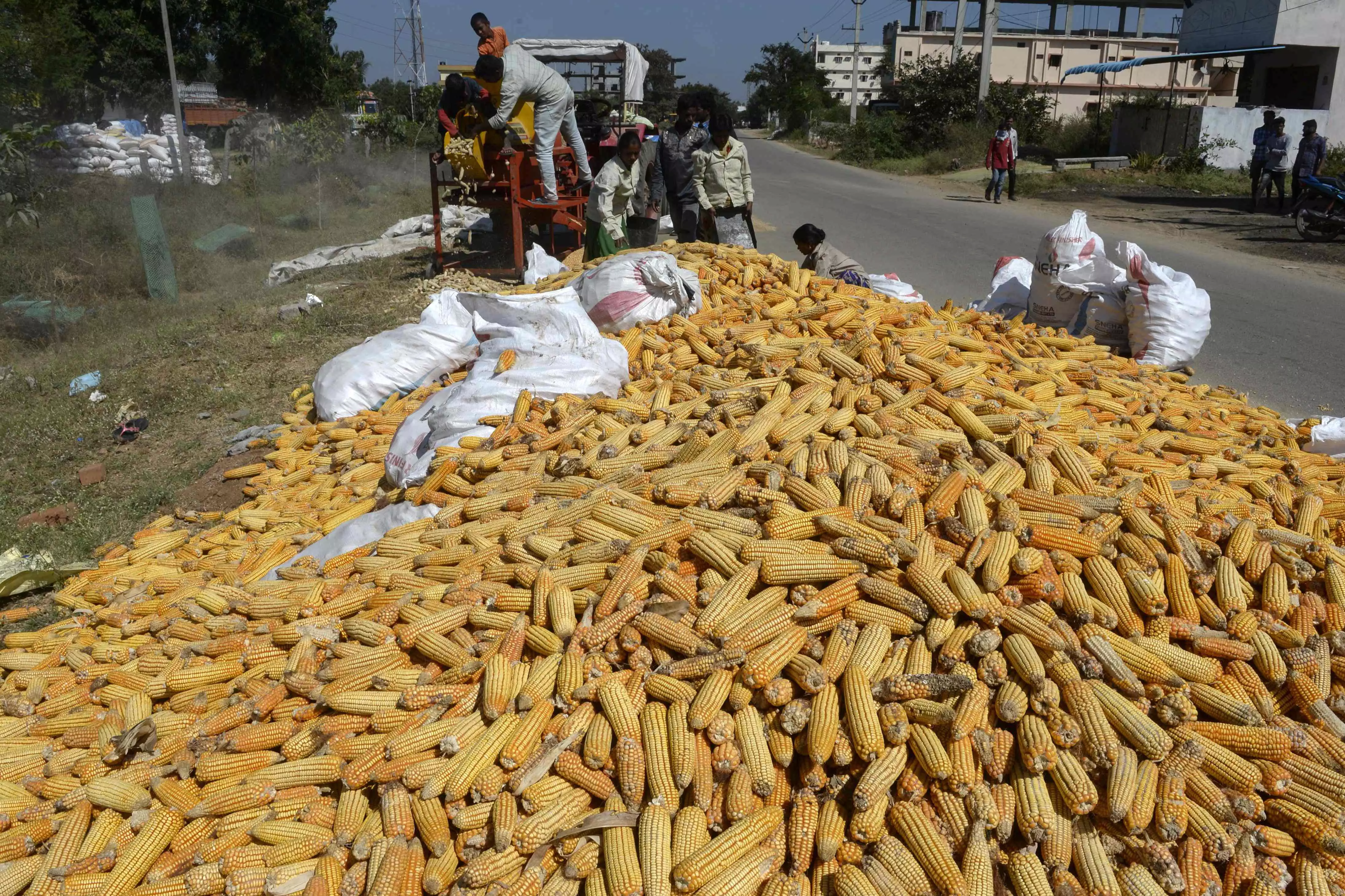 IIMR Pushes for Maize Hybrid Licensing Amid Bio-Fuel Expansion