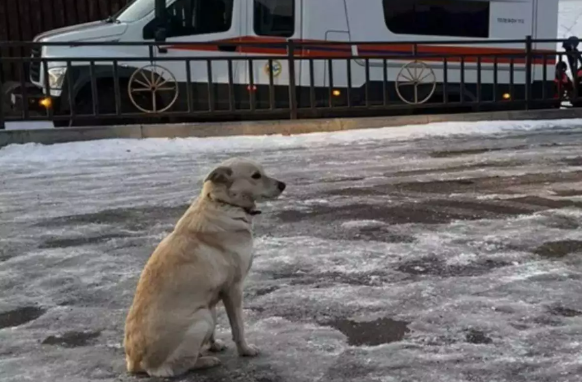 Devoted dog waits three days for owner after his death