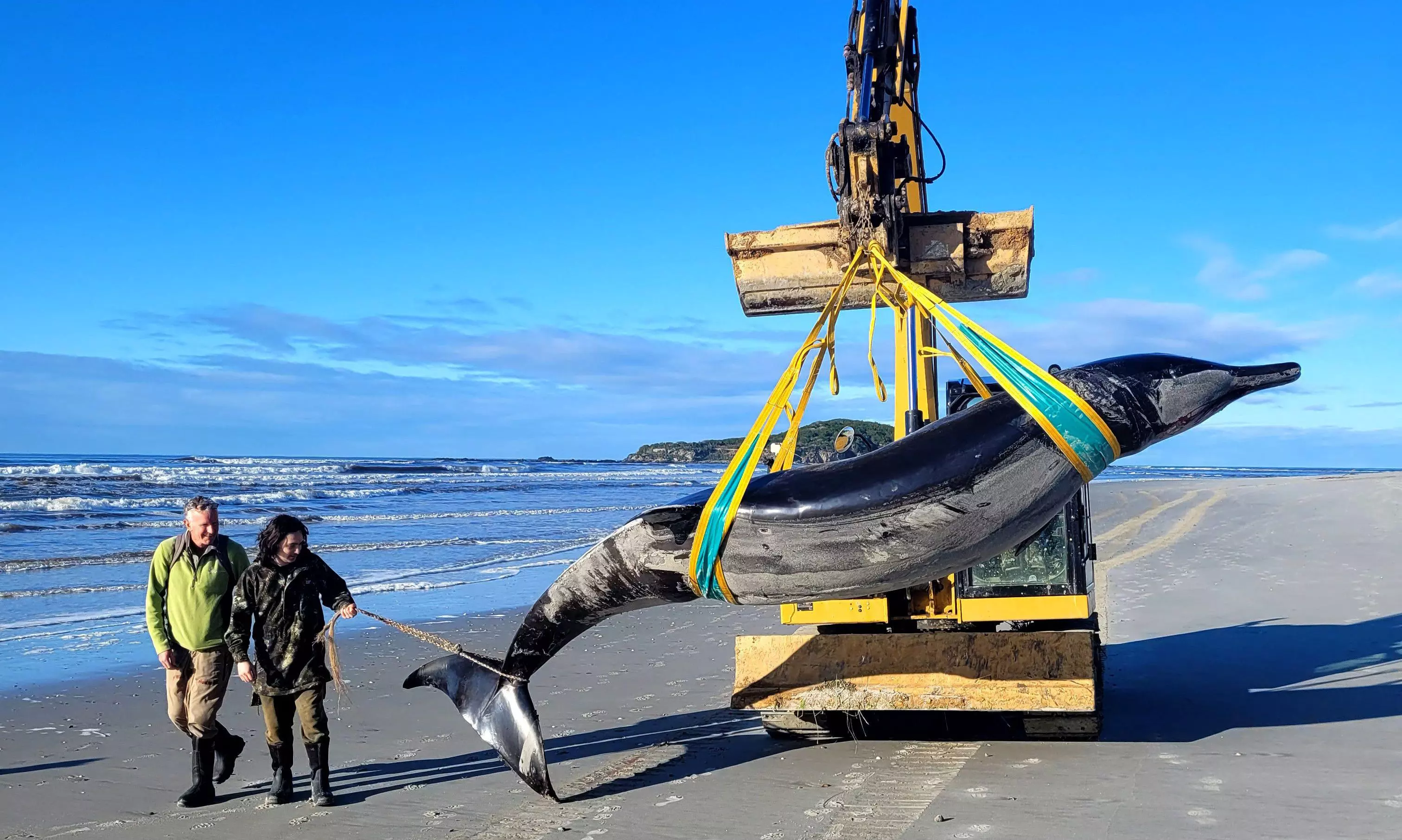 New Zealand scientists dissect worlds rarest whale