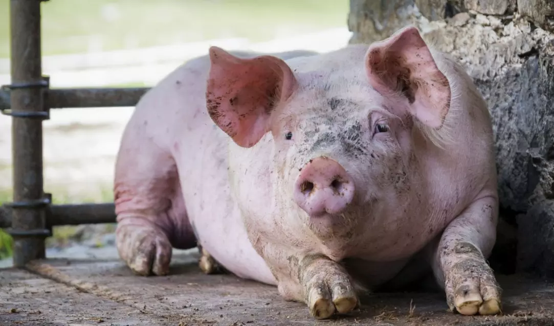 Actor playing demon in Ramayana kills pig on stage, eats meat in Odisha