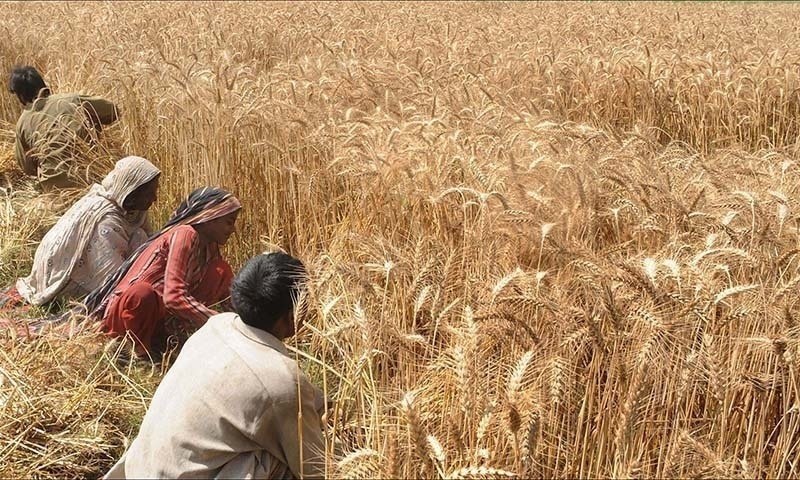 India's winter expected to be warmer, threatening wheat yields