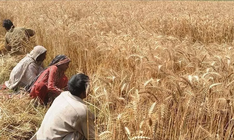 Indias winter expected to be warmer, threatening wheat yields