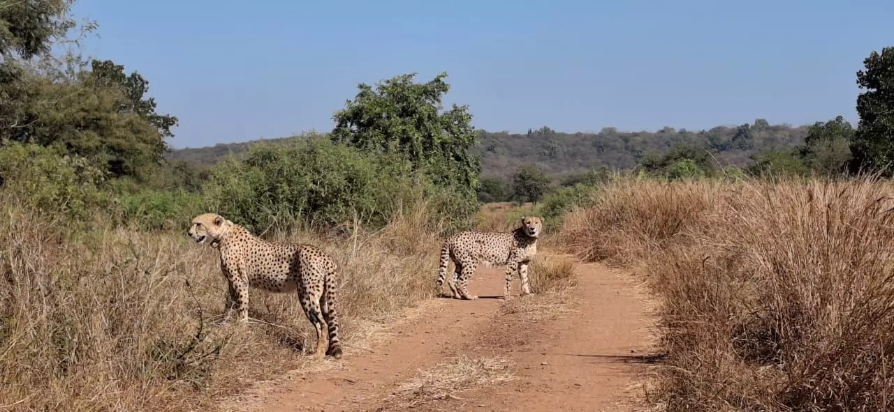 Madhya Pradesh: Cheetahs Released in Kuno NP After a Year in Enclosures