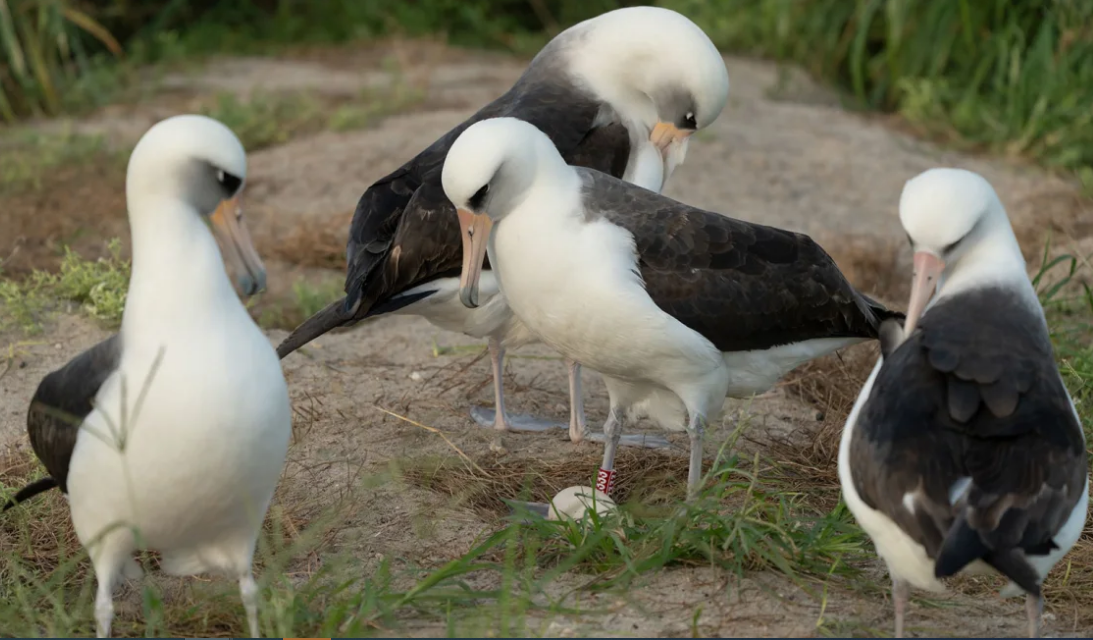 74-Year-Old Albatross Lays Egg, Defying Nature’s Limits