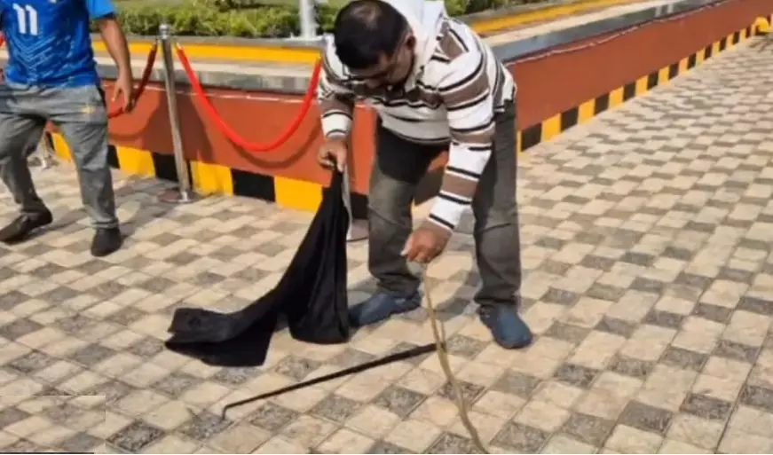 Cobra rescued from judicial complex before inauguration by Prez