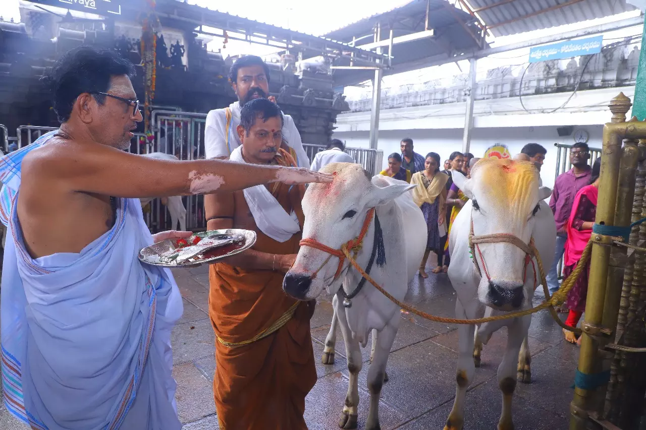 VHP accuses Surekha aide of cattle misuse