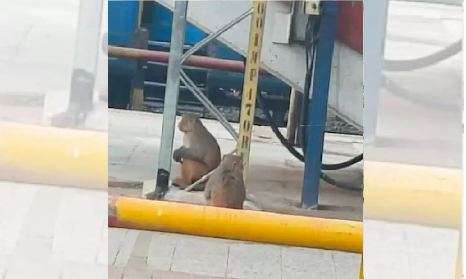 Fight between two monkeys over banana disrupts train services at Bihar station