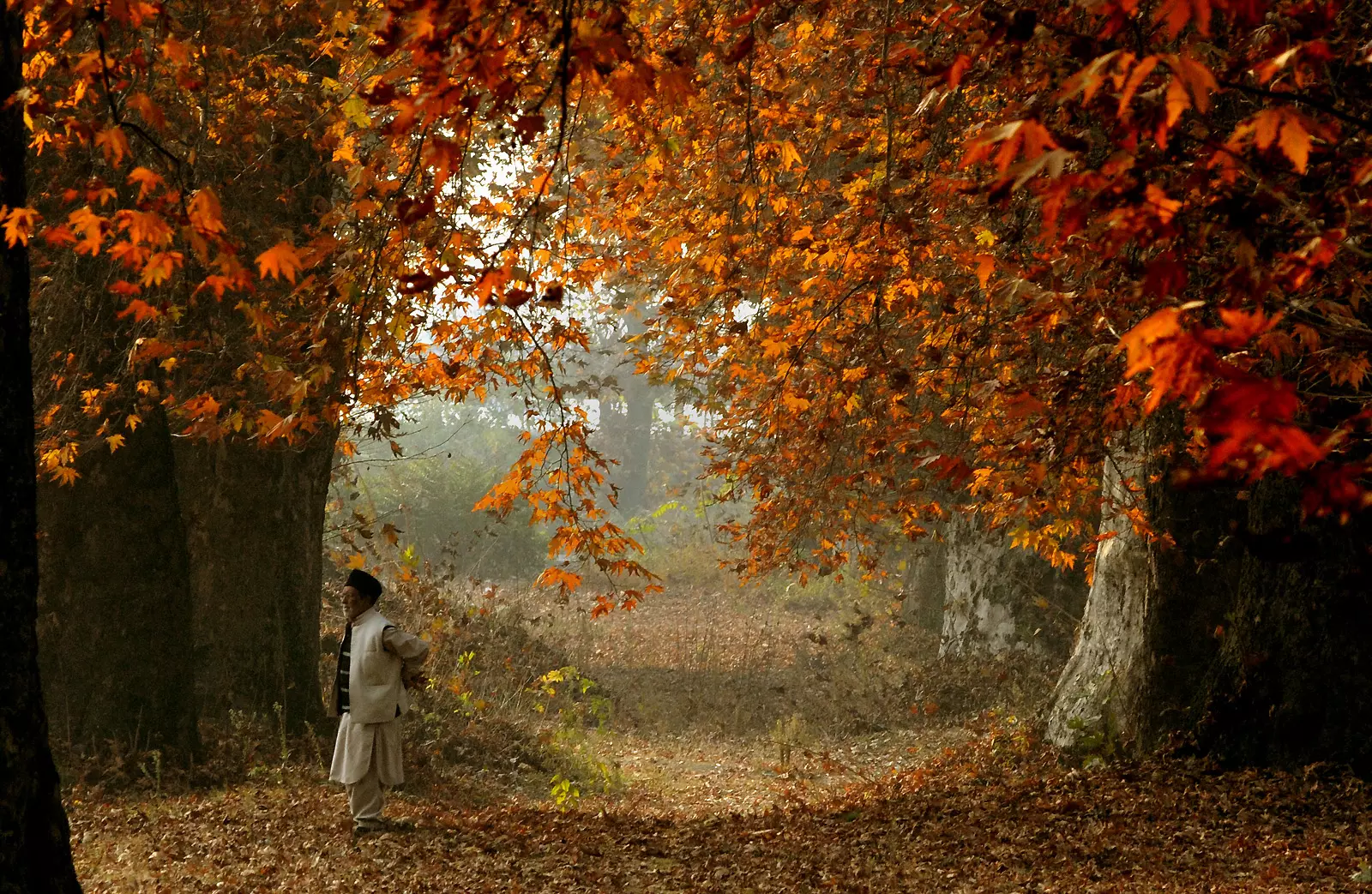 Kashmir Activists Rally to Save Chinar Trees