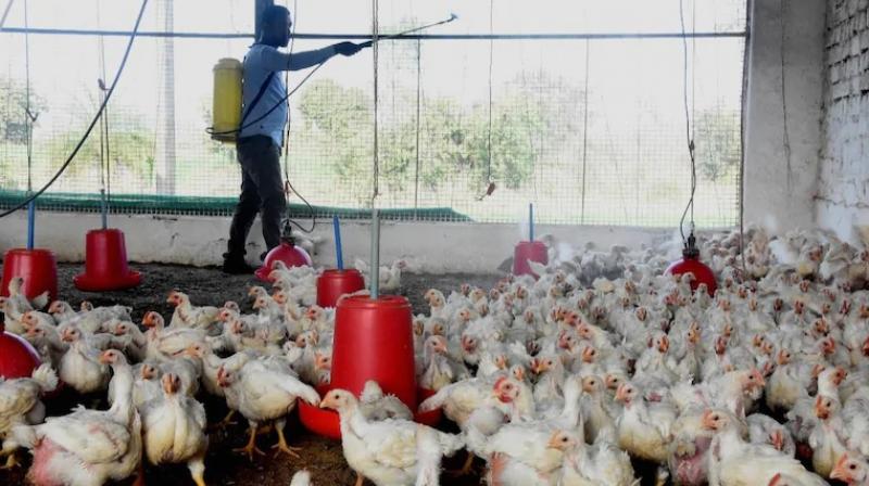 Health Experts Warn of Bird Flu's Pandemic Threat