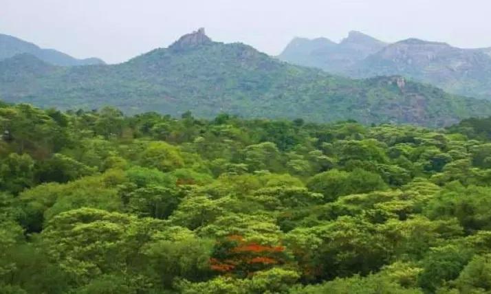 Forest Dept Plans Plantations on Retrieved Podu Lands