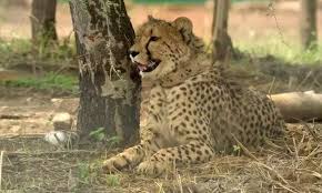 MP: Poachers enter Kuno National Park, pose threat to cheetahs