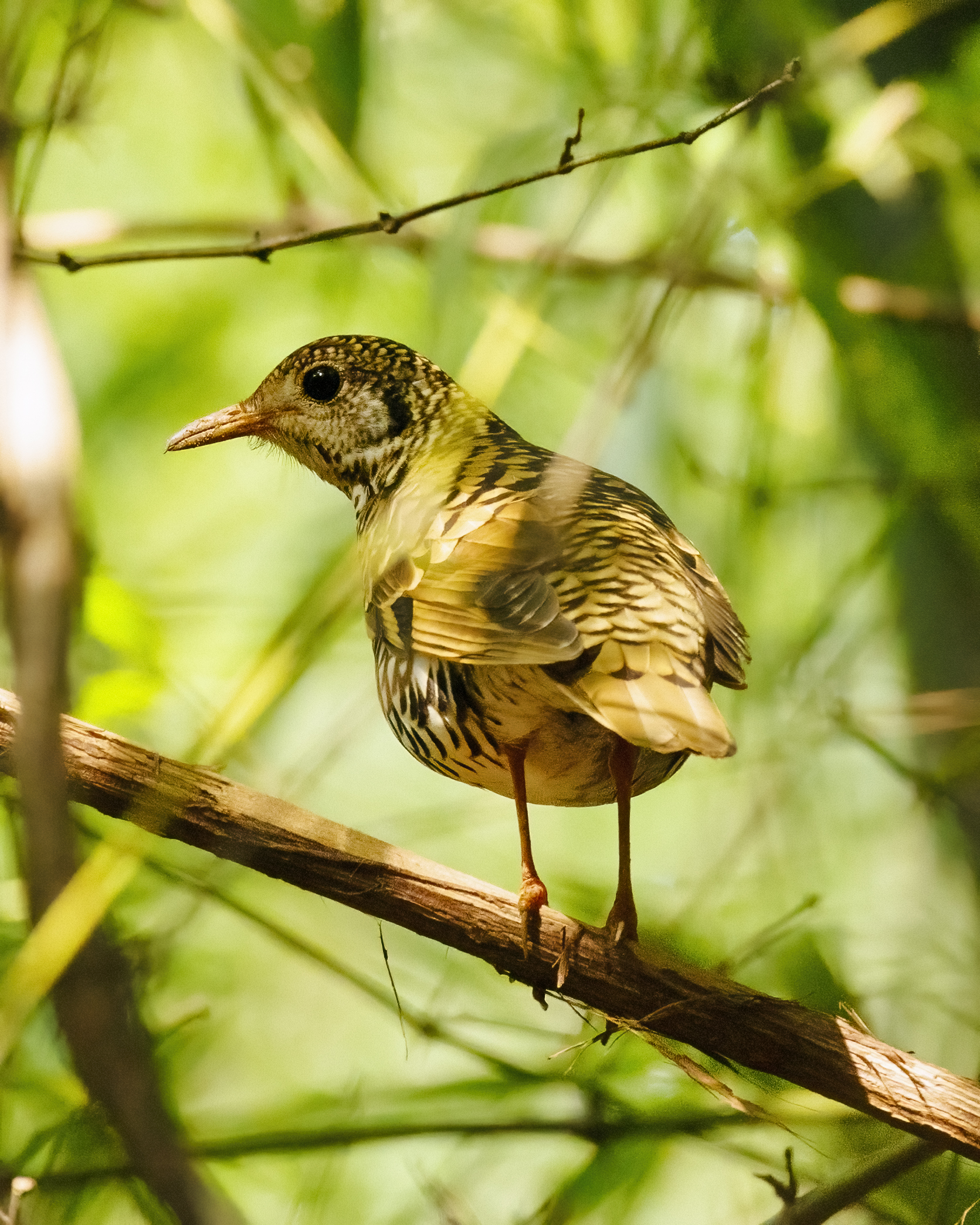 Bheemuni padam waterfalls is a haven for bird enthusiasts