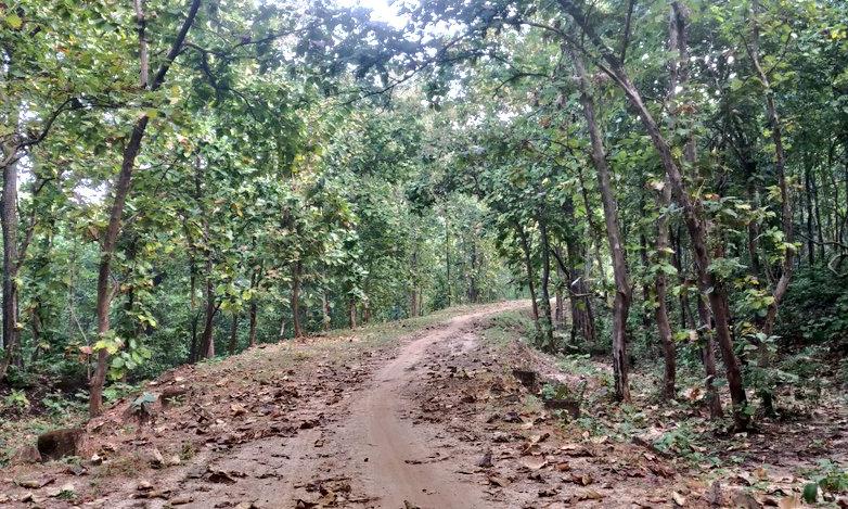 Yeleswaram Foresters Tracking Tiger to Avoid Man-animal Conflict